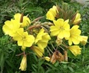 Evening Primrose